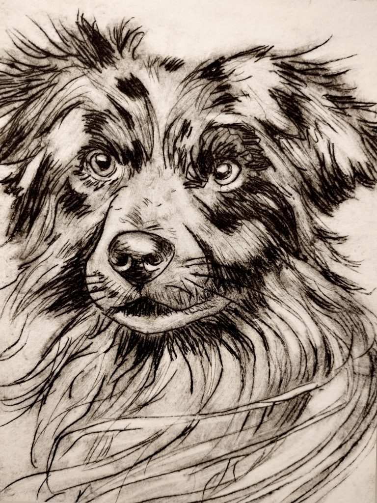 Handgefertigte Radierung eines australischen Schäferhundes, erstellt von Bettina Zimmermann im Werra-Meißner-Kreis in Eschwege. Hochwertiges Büttenpapier mit detailgetreuer Darstellung eines Hundeportraits – limitiertes Kunstwerk.