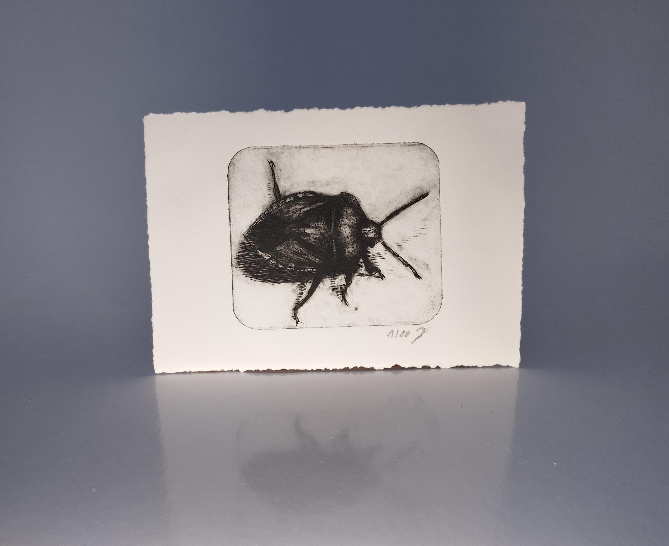 Kaltnadelradierung einer Grünen Stinkwanze auf Büttenpapier – Grüne Stinkwanze – Kaltnadelradierung auf Büttenpapier.