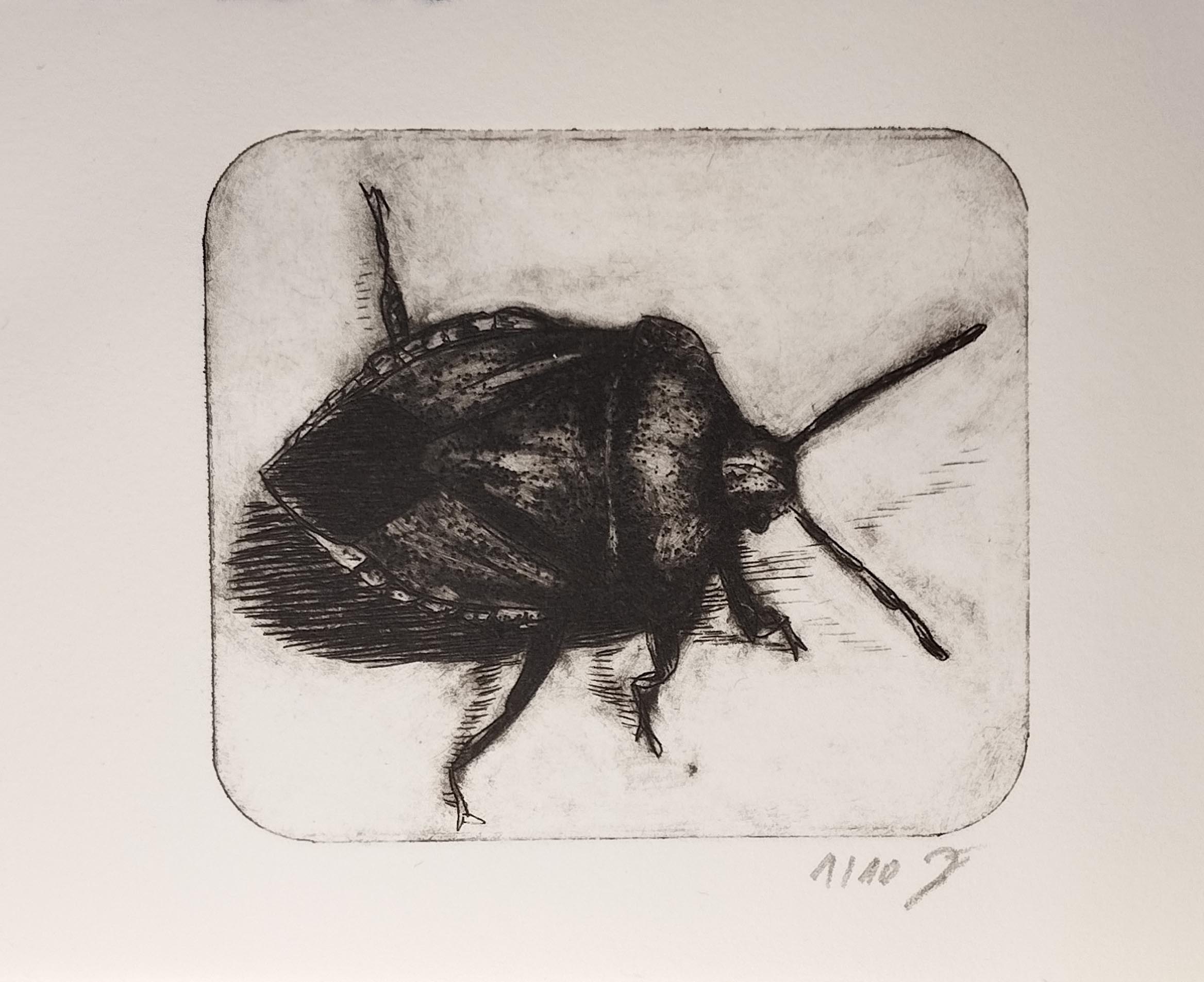 Kaltnadelradierung einer Grünen Stinkwanze auf Büttenpapier – Grüne Stinkwanze – Kaltnadelradierung auf Büttenpapier.